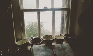 14295480_176115939463969_119104317_n